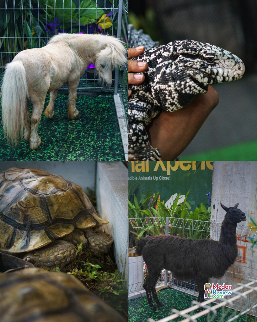 Kuda Poni, Tegu, Sulcata Turtle dan Llama