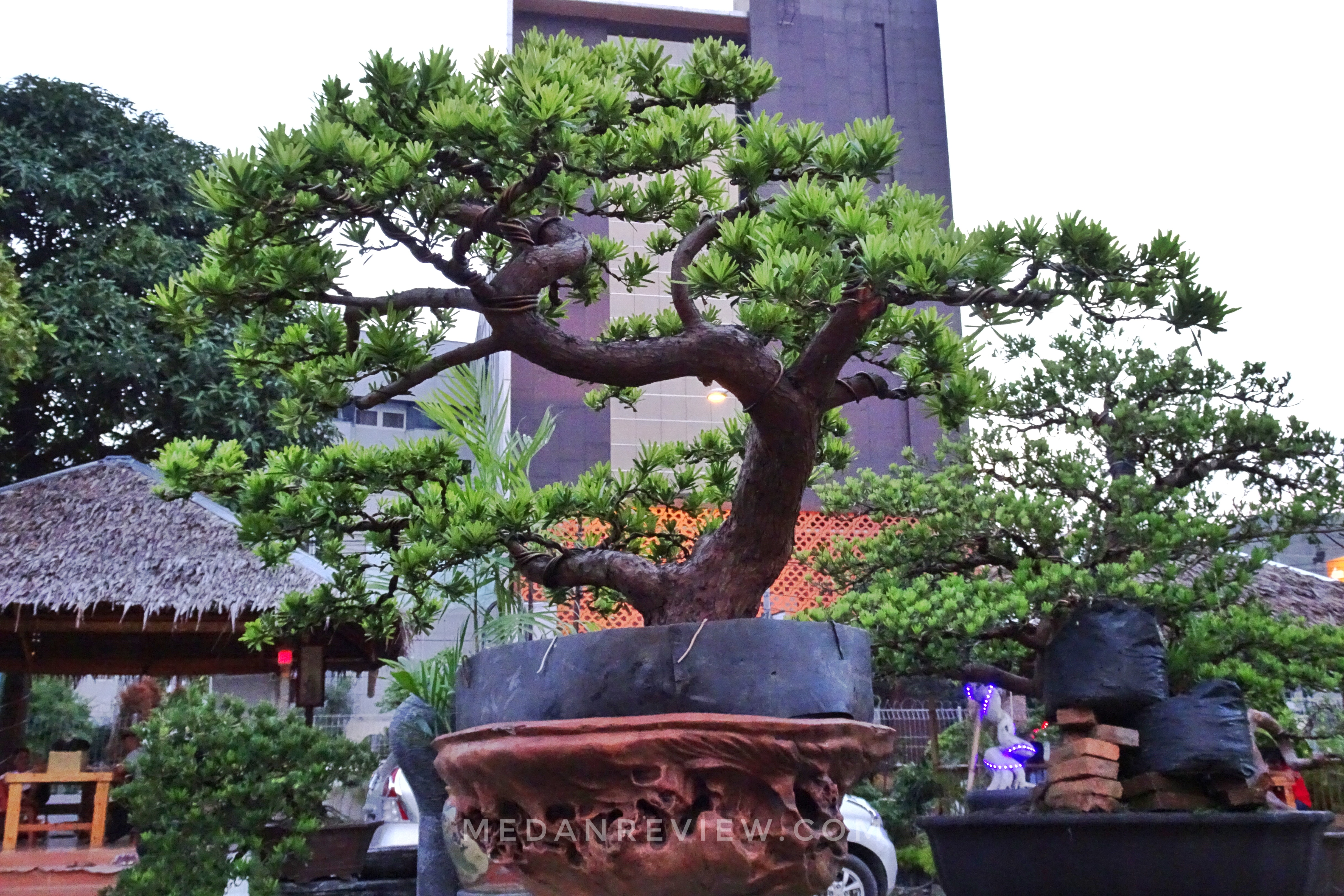 Taman Bonsai 3