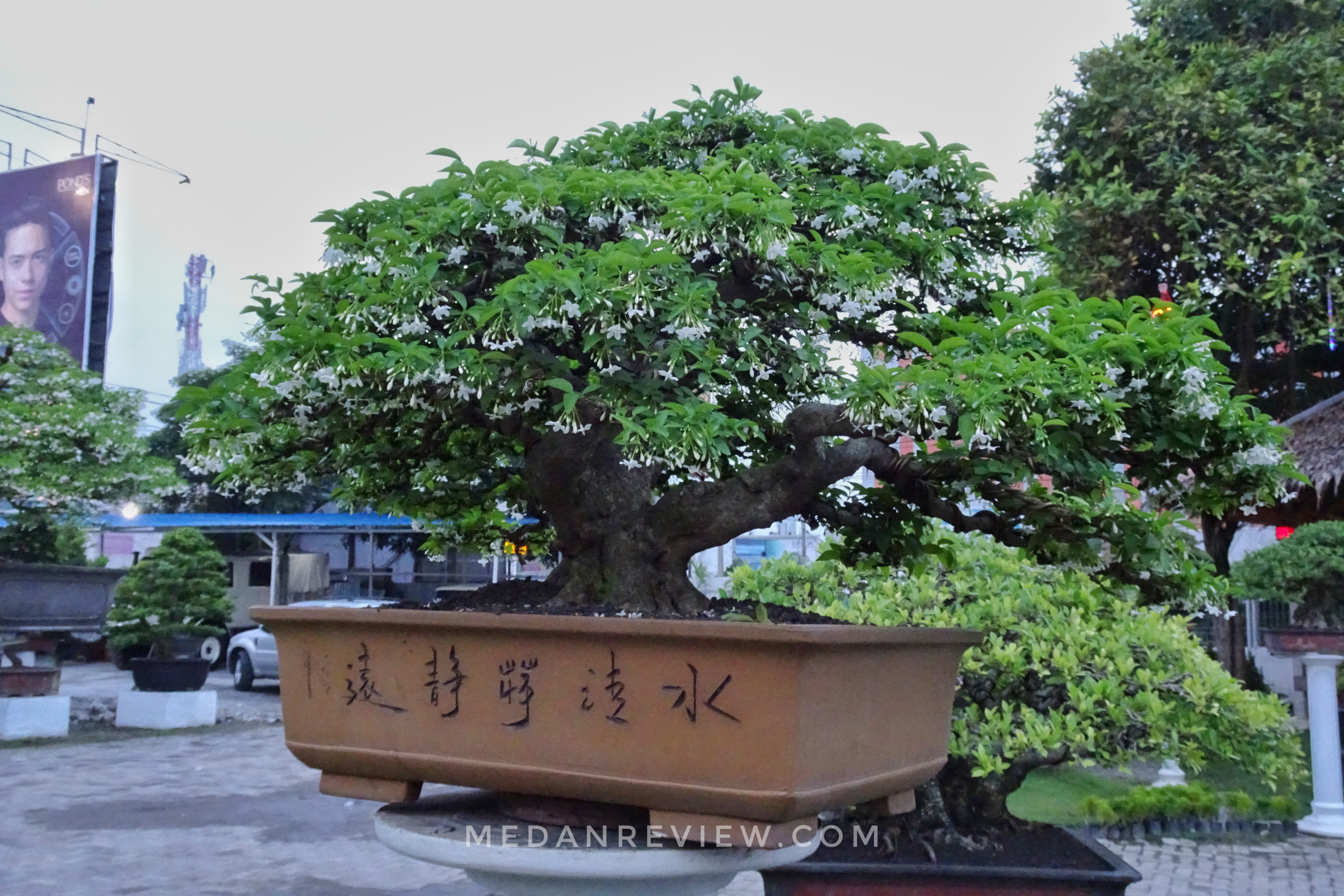 Taman Bonsai 4